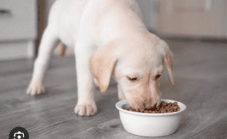 Feed