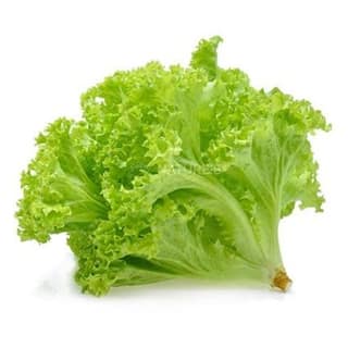Saladable Summer Crisp Lettuce 1 Pack
