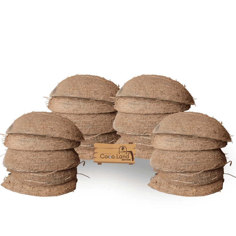 Coco Land Coconut Shell Natural Oval Pot (LARGE SIZE Pack of 30) 250 ml Decorative Pots/Showpieces/Candle Making Bowl /Handicraft/Agro Craft