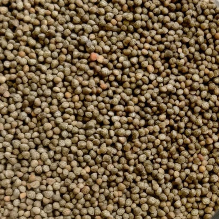 Pahari Roots Perilla Seeds from Meghalaya (High in Omega 3 | Superior to Chia & Flax Seeds) view 5