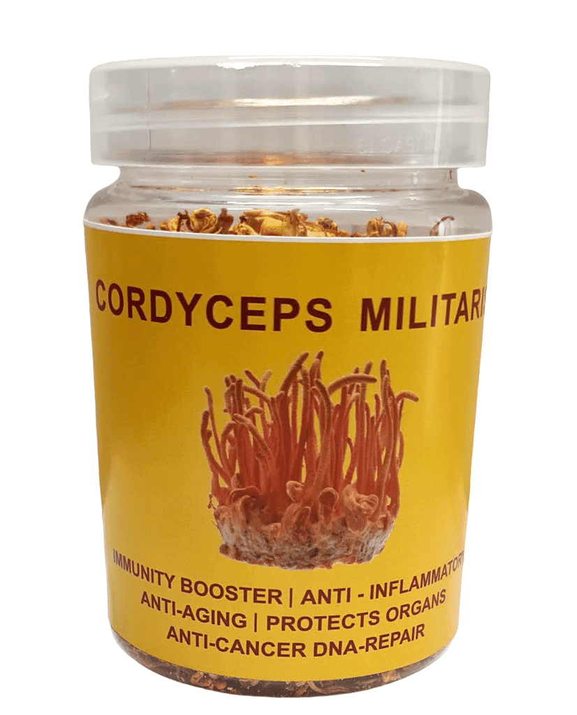 Cordyceps Militaris (Dried Whole body) (pack of 4)