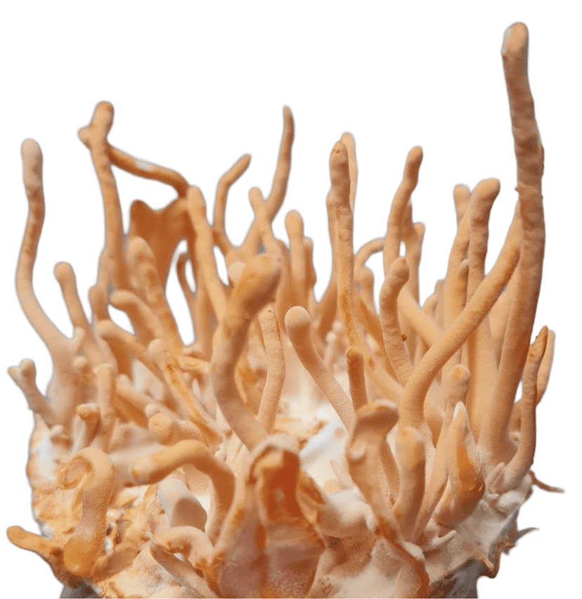 Cordyceps Militaris (Dried Whole body) (pack of 4) view 2