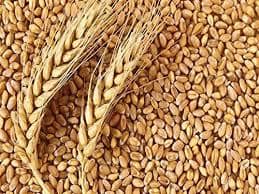 GAHU SHARBATI LOOSE(PER KG)