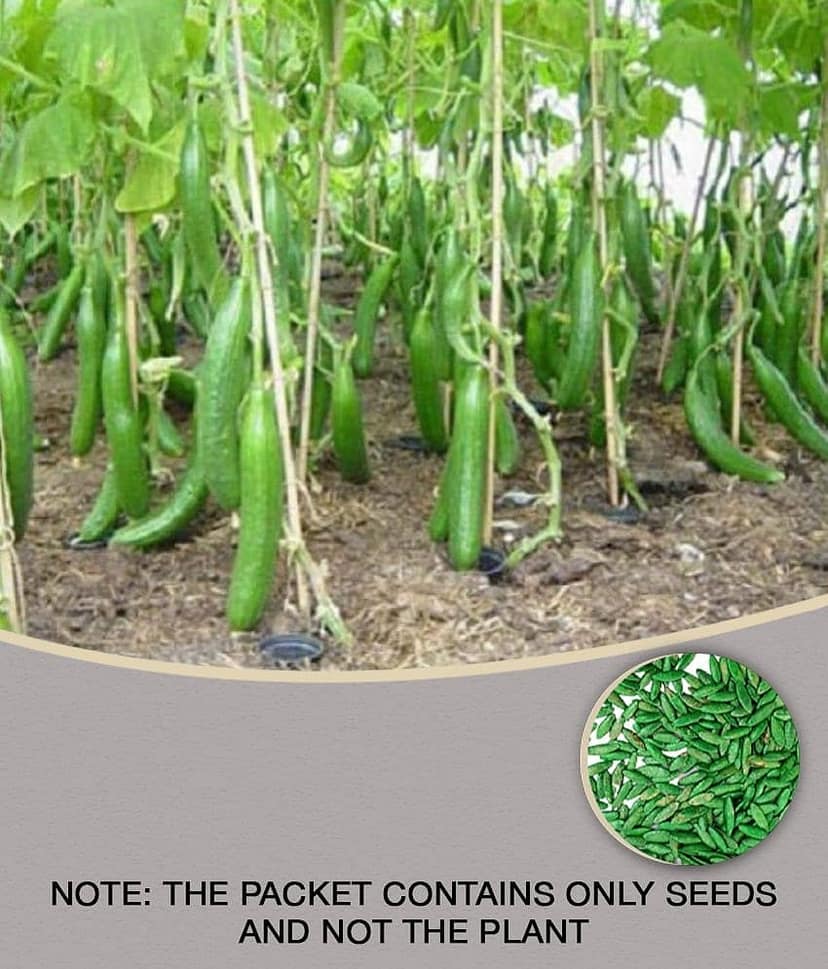 Cucumber Seeds For Home & Kitchen Gardening | Pack of 50