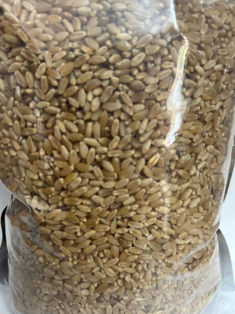 Wheat Grains 1Kg view 4