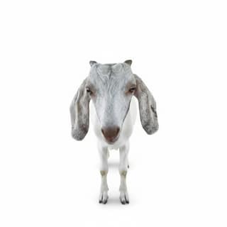 Live Goat - 10 kg - One live goat