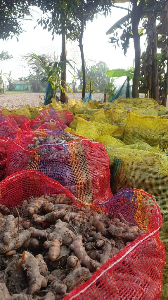 Turmeric