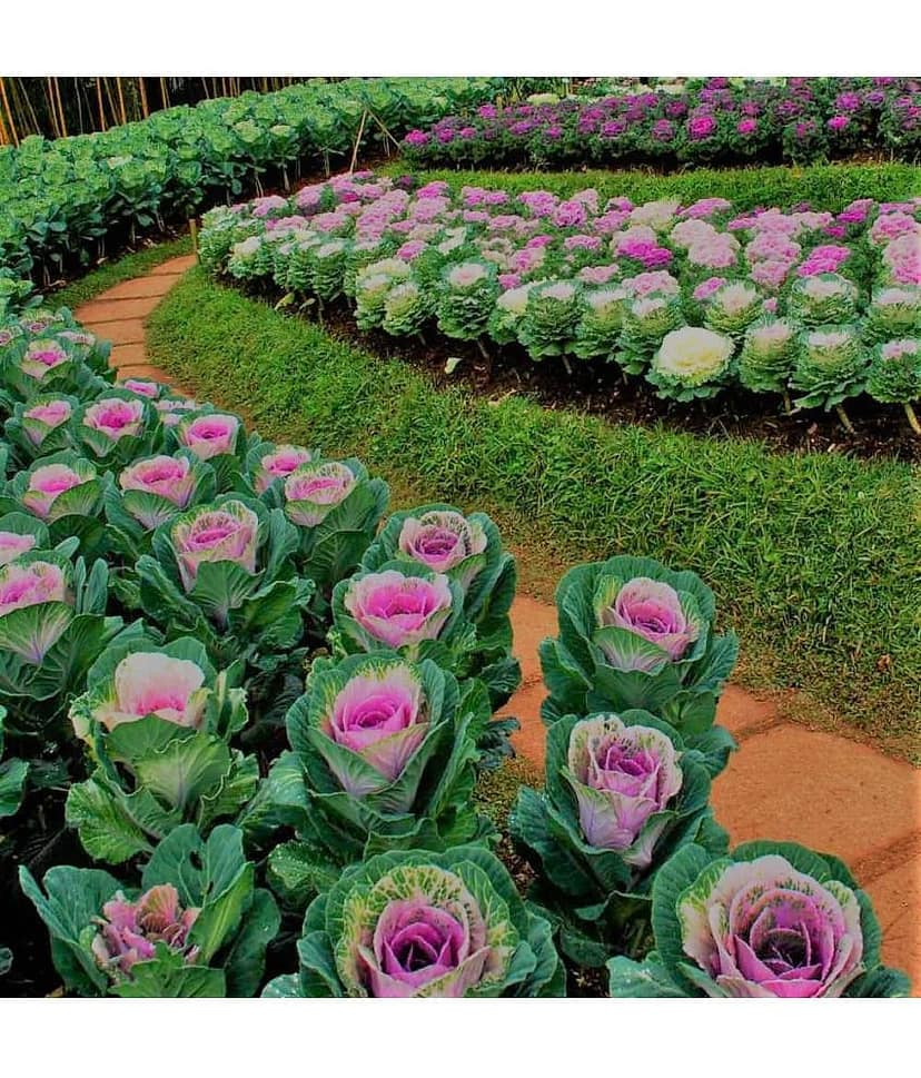 GARDEN ORNAMENTAL CABBAGE KALE FLOWER SEEDS - PACK OF 30 SEEDS view 2