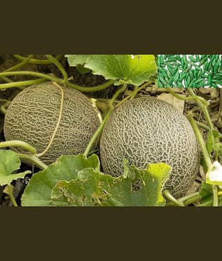homeagro- Muskmelon Fruit Seeds (Pack of 50)