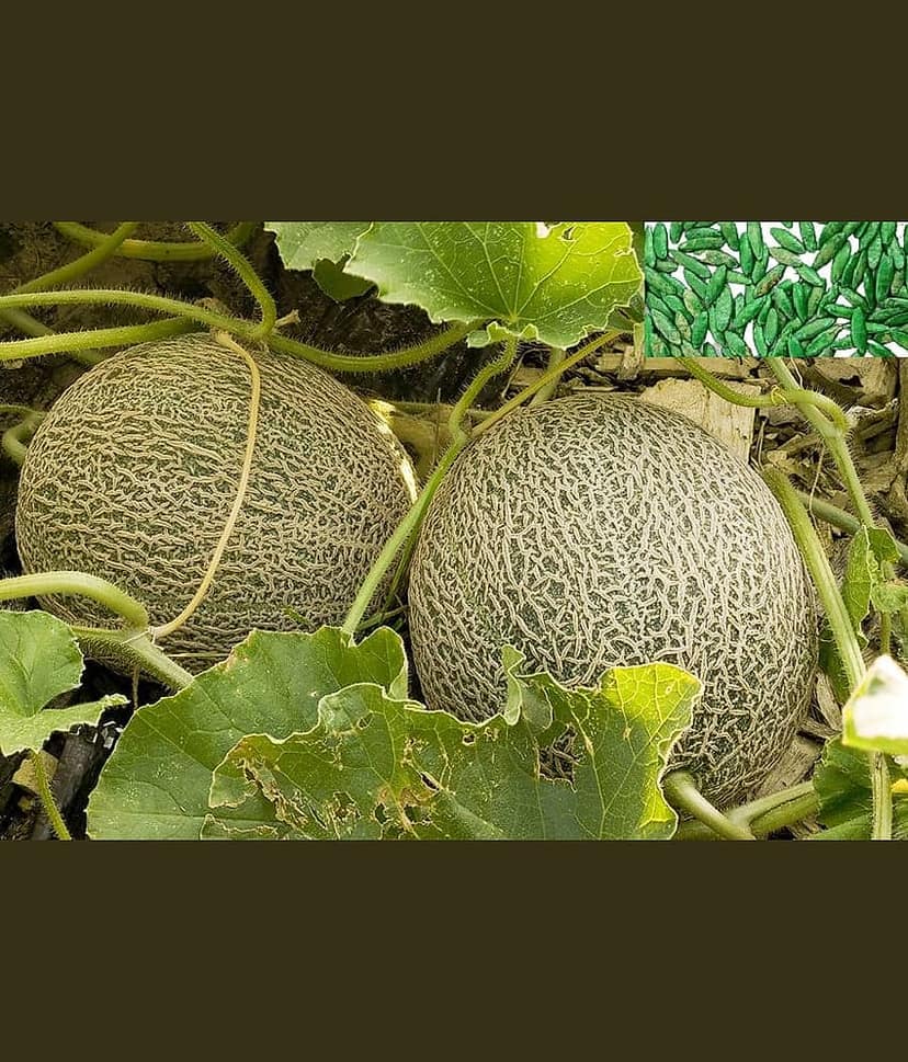 homeagro- Muskmelon Fruit Seeds (Pack of 50)