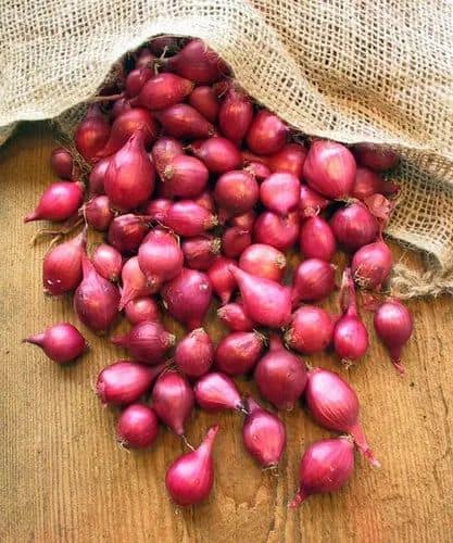 Baby Onion