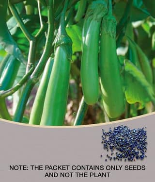 Brinjal Seeds Pusa Green Long , Green Seeds For home Garden