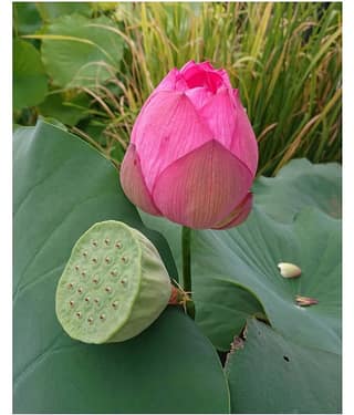 Lotus Flower Seeds