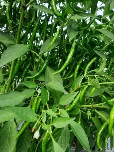 Fresh Chilli Green