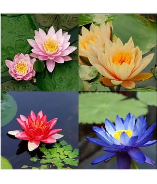 4 COLOURS MIXED LOTUS SEEDS 20 SEEDS + Instruction Manual - shivam organic seed