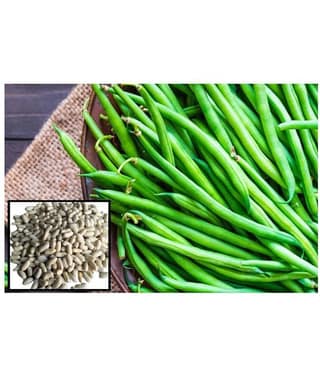 French Beans vegetables hybrid seeds | pack of 50 Seeds
