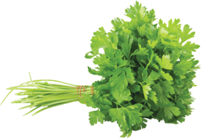 Parsley 1 Pc