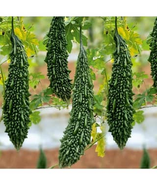 homeagro - Bitter Gourd Vegetable ( 20 Seeds )