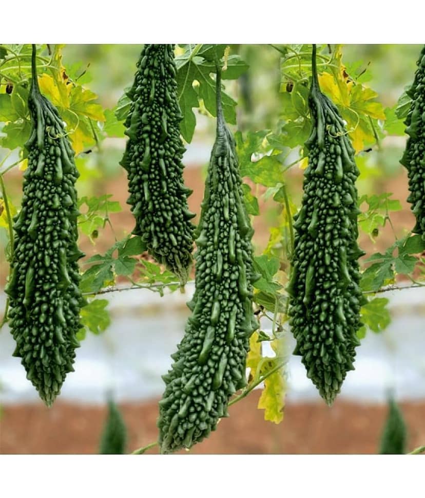 homeagro - Bitter Gourd Vegetable ( 20 Seeds )