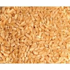 GUJRAT SHIOR WHEAT