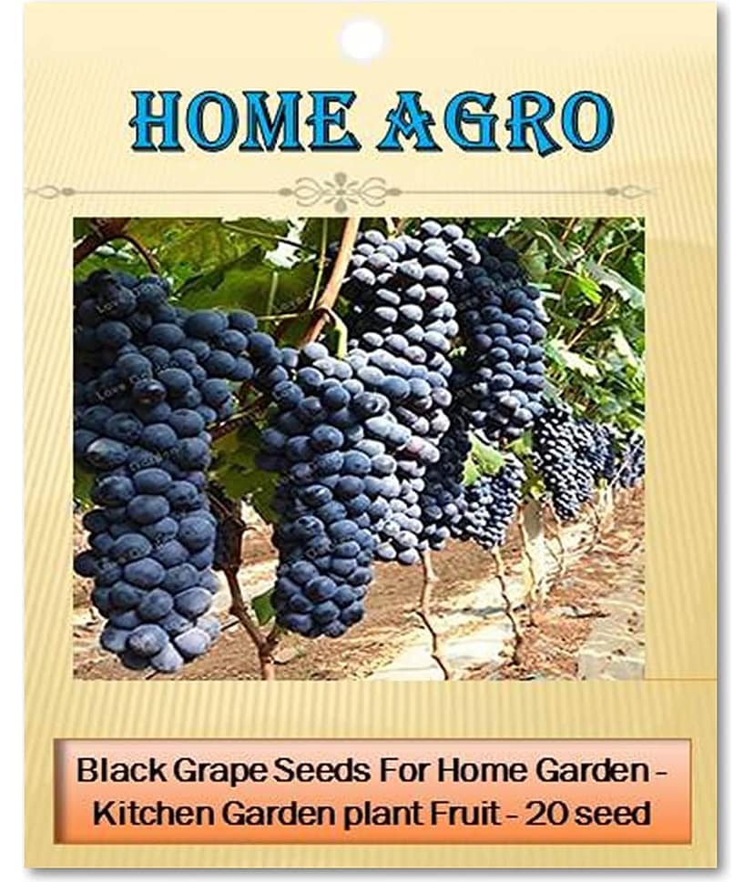 homeagro - Black Grape Fruit ( 20 Seeds )