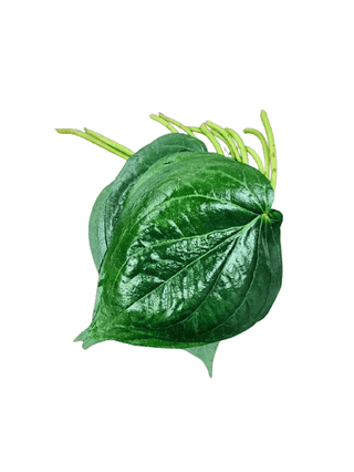 Betel leaf or paan leaf