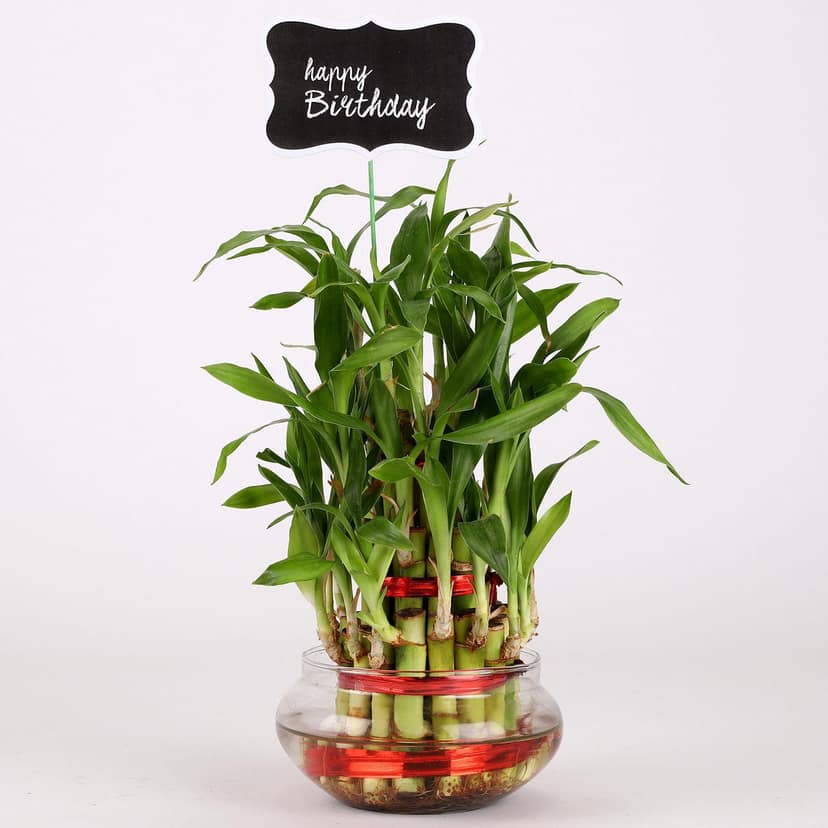 3 Layer Bamboo Plant For Happy Birthday view 2