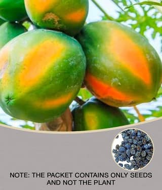 garden plants Thai Papaya Hybrid Variety Dwarf Fruit 50 Seeds + Instruction Manual