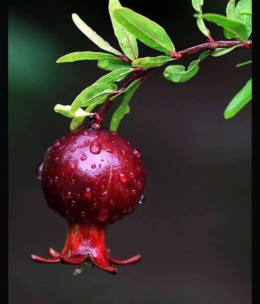 Cloud Farm Outdoor Fruit Plant ( Pack of 1 )