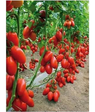 Cheery climbing tomato seeds