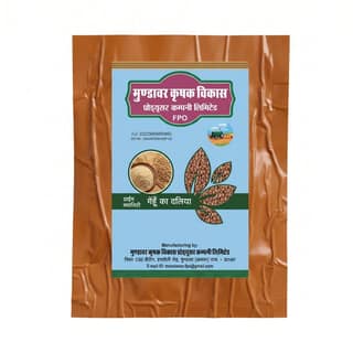 Gehu Dalia - 500 gm