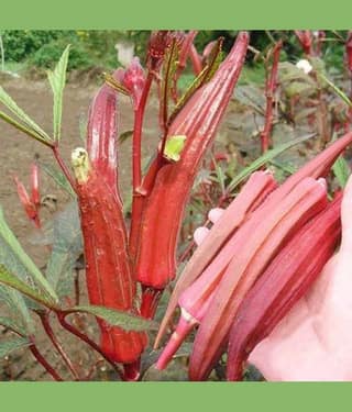homeagro - Lady Finger Vegetable ( 50 Seeds )