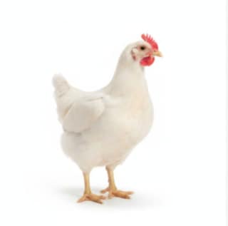 Fresh Whole Chicken - 1 kg - One whole fresh chicken