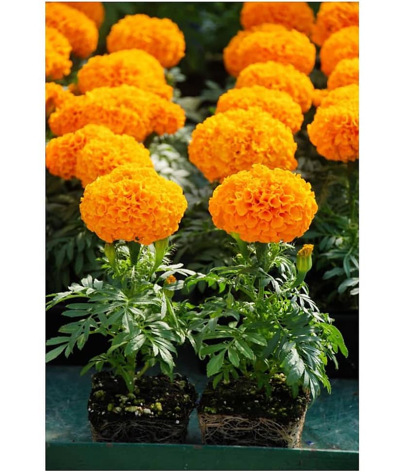MARIGOLD DHANBASANTI FLOWER SEEDS MAROGOLD 50 Seeds view 2
