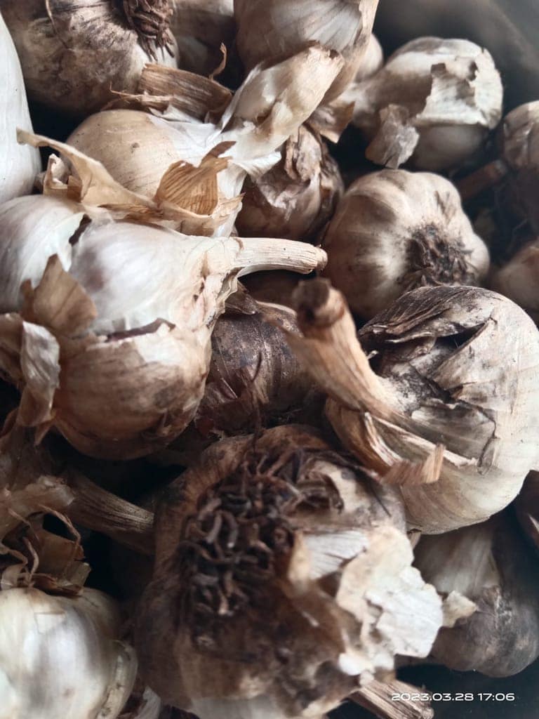 Uzhavan Unavu - Kodaikanal - Poombarai Malai Poondu / Hill Garlic (More Medicinal Value) - 500 Gms view 5