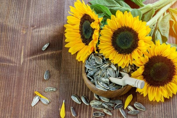 TURF FRESH - Roasted Salted Jumbo Sunflower Seeds,Surajmukhi Beej – The Ultimate Superfood Snack! A+ GRADE SEEDS Healthy Snacks view 9