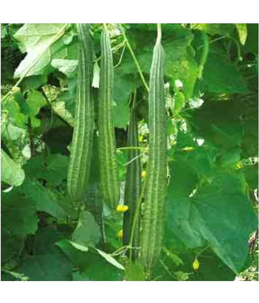 Hybrid F1 Ridge Gourd Organic Vegetables 20 seeds For Home Garden Pack