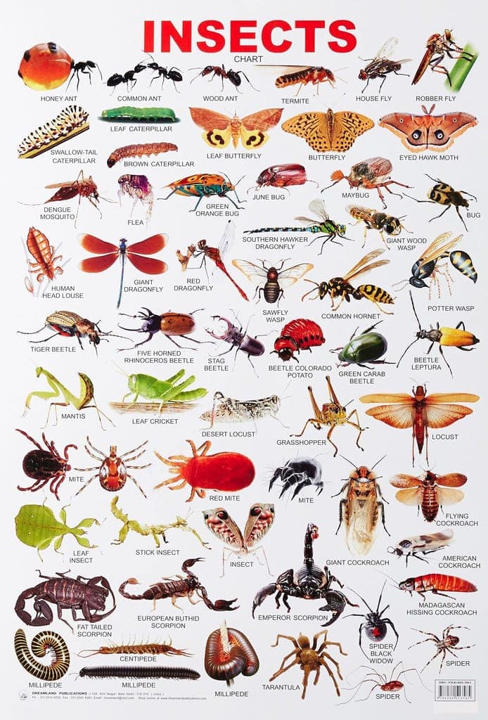 Insect Educational Wall Chart For Kids - Both Side Hard Laminated (Size 48 x 73 cm) [Poster] Dreamland Publications