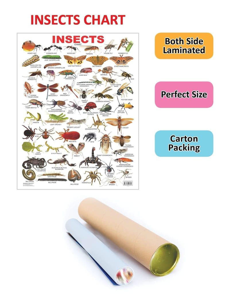 Insect Educational Wall Chart For Kids - Both Side Hard Laminated (Size 48 x 73 cm) [Poster] Dreamland Publications view 2