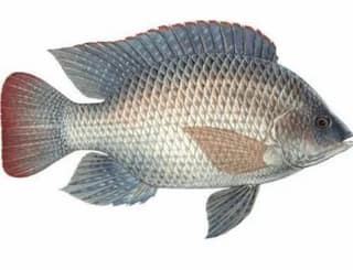 Chilapi Fish 1 Kg