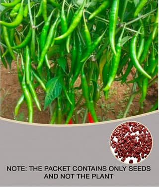F1 Hybrid Rare Thai Red Chilli Hot Pepper Seeds (50 Seeds Pack)
