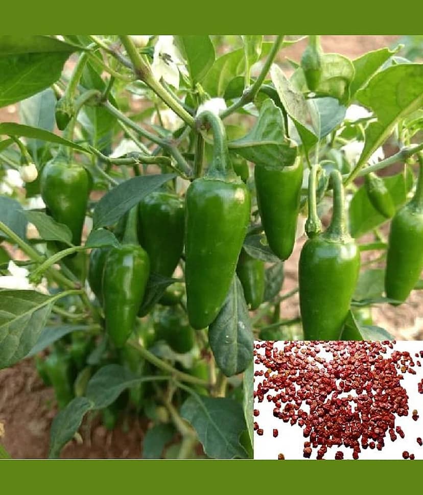 homeagro- Chilli Vegetable Seeds (Pack of 50)