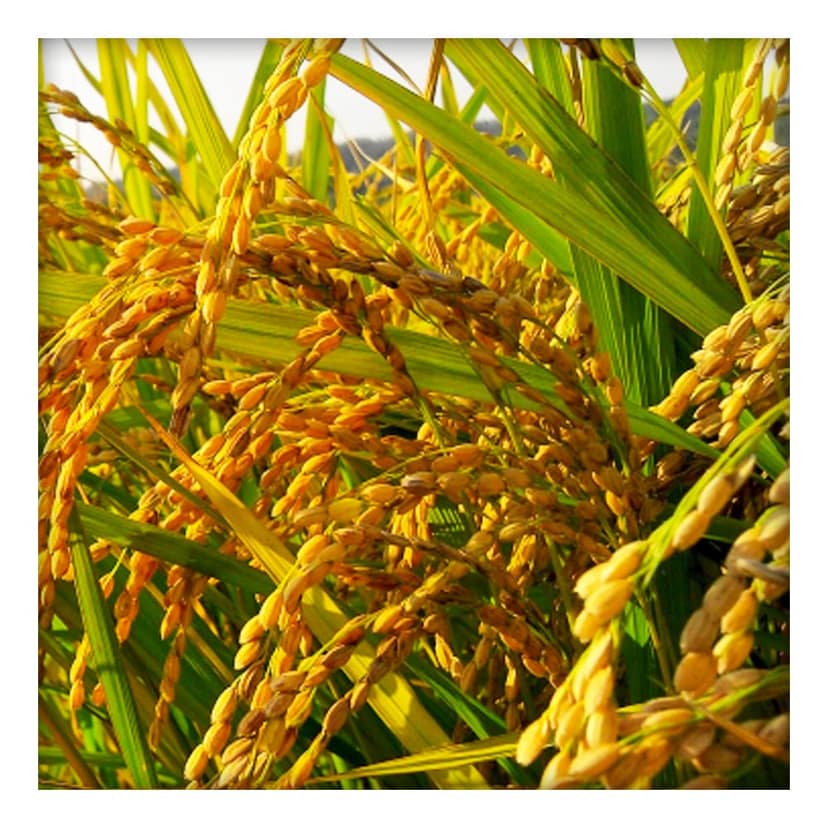 Red Rice Sevai 200gm view 4