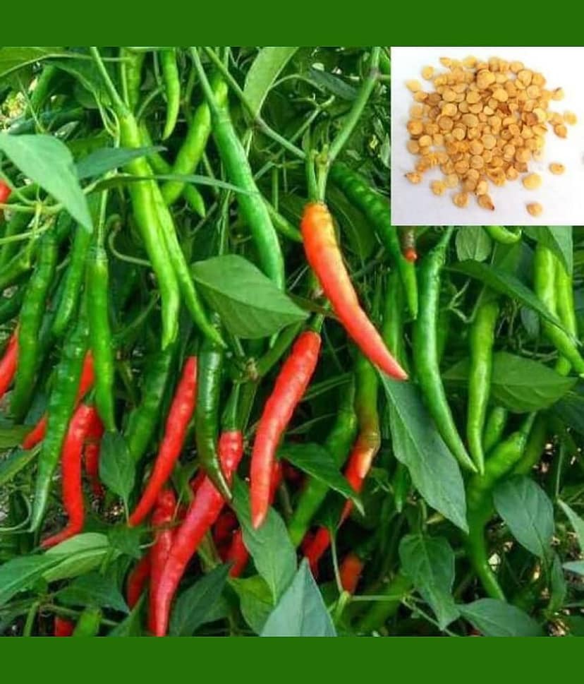 homeagro - Chilli Vegetable ( 50 Seeds )