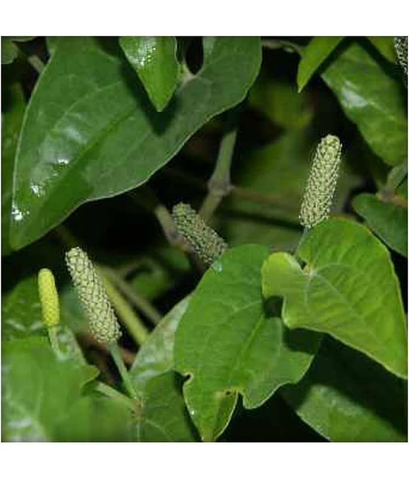 Ekgaon Long pepper (Pippali) 50 gm view 4
