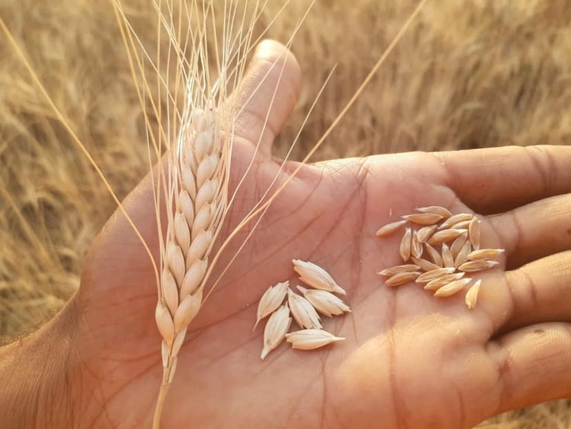 Khapli Emmer Wheat Grains | Traditional Ancient Grain | Healthy Cooking