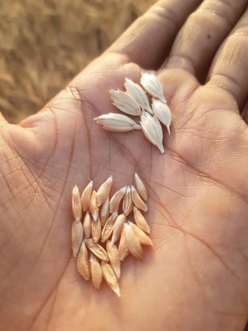 Khapli Emmer Wheat Grains | Traditional Ancient Grain | Healthy Cooking view 2