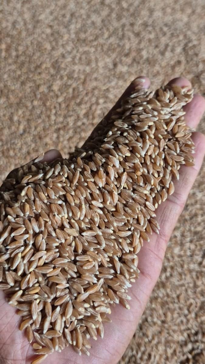 Khapli Emmer Wheat Grains | Traditional Ancient Grain | Healthy Cooking view 3