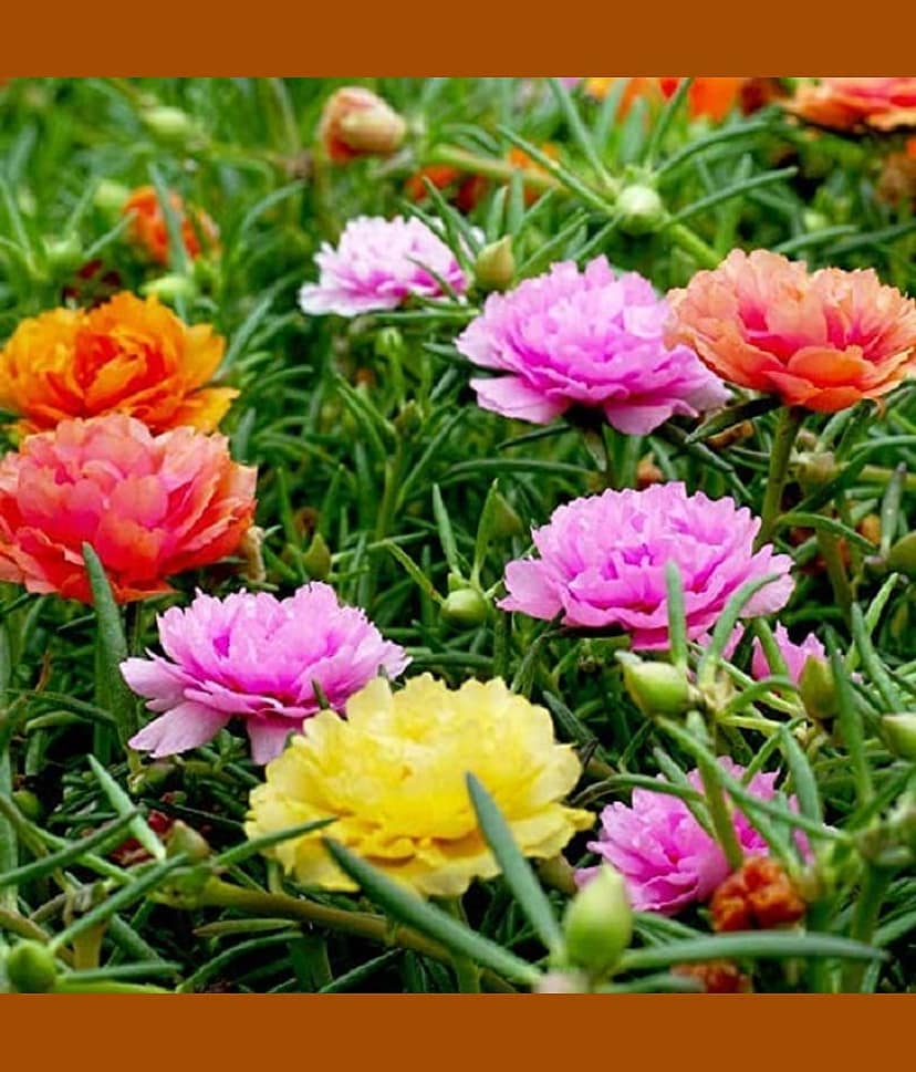 Portulaca mixed flower seeds (30 seeds)
