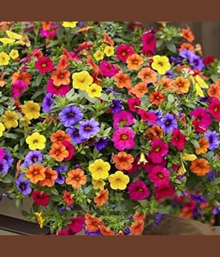 homeagro - Petunia Mixed Flower ( 50 Seeds )